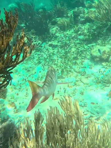 Red Snapper, Pargo Rojo, on coral reef in Caribbean Sea #redsnapper #pargorojo #lutjanuscampechanus