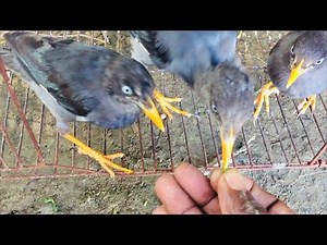 শালিক পাখিকে কৃমিনাশক দেওয়ার পদ্ধতি।পাখি খাবার খাচ্ছে না কি করবেন।shalik pakhi।bani bird।mynah bird