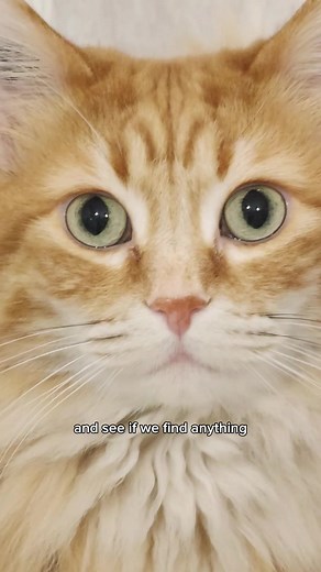 Exploring Walter the Cat's Mysterious Eyes | Cat TikTok Compilation