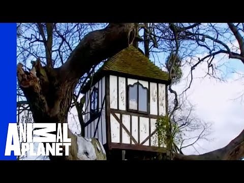 Pitchford Treehouse: The Oldest in the World? | Ultimate Treehouses