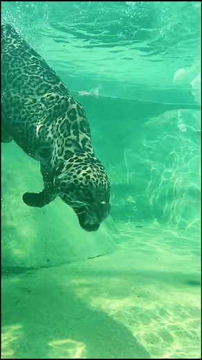 Exploring Underwater Jaguar Encounters | Part Two