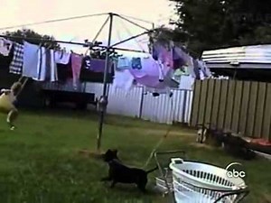 America's Funniest Home Videos part 24