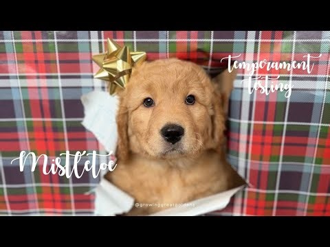 Mistletoe - Remy x Ransom Puppy - 7 Weeks Old - TEMPERAMENT TESTING EVALUATION