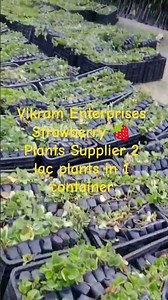 Bulk strawberry plants Supplier #agribusiness #farming #gardening #garden