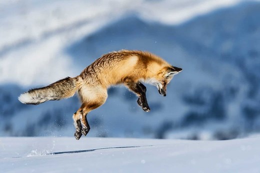 The Stealthy World of Foxes: Nature's Nimble Hunters