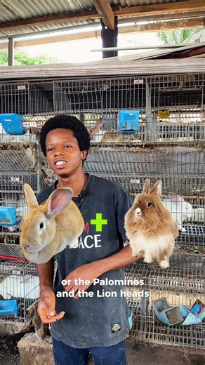 1st part got flagged by TikTok for review, will repost that when it gets approved. But here are the the rabbits I keep on my farm after removing other breeds that were not beneficial #farm #ghana #rabbit