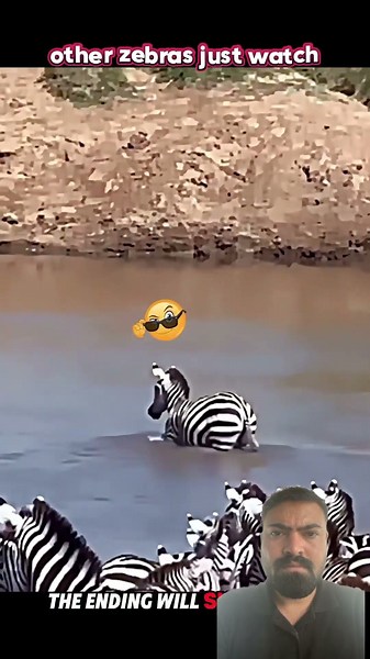 Crossing the Wrong River... Zebra vs Crocodiles #shorts #animals #wildlife #crocodile #zebra #nature