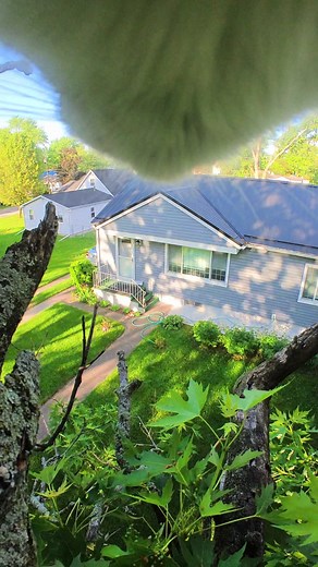 Fearless Cats with Insta360 Cat Cam Collar: Meowing and Climbing Trees POV