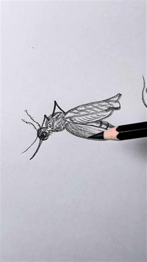 Easy pencil drawings for beginners