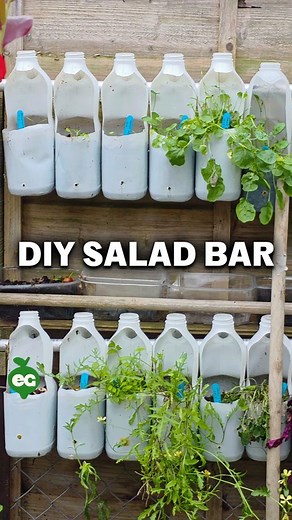 4.1M views · 58K reactions | DIY SALAD BAR - You can do project with...