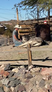 953K views · 10K reactions | This is how Walter acts every morning when we love on him❤️ We miss y’all. Should be done and back to walks in a few days. Love everyone, be kind to each other, and have a great night. | Walter the orphan from Oatman’s happy new life | Facebook