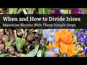 When and How to Divide Your Irises / Maximize Blooms With These Simple Steps