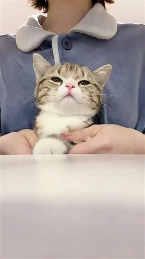 Belated Cat's Heartfelt Holiday Greeting to Aunts