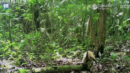 Anteater busts out martial arts-like moves against an attacking hawk