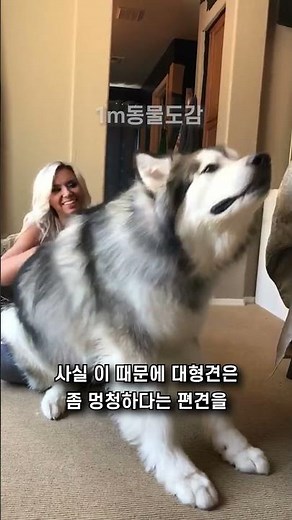 알래스칸 말라뮤트🐶대형견은 멍청하다는 편견! #동물 #말라뮤트 #shorts