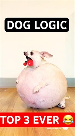 Baxter Blows Up HUGE! 😳 Funny Inflation Compilation! #funnydogs #viralshorts #fyp #pets