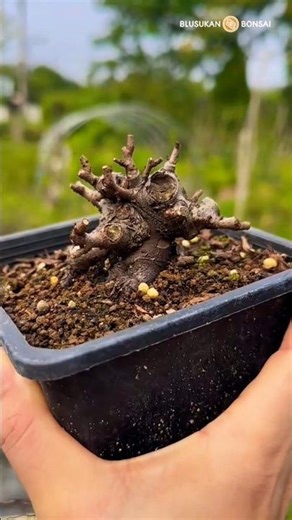 Plum Flower Bonsai Cultivation Materials #2k #bonsai #bonsaitree #bonsaiart