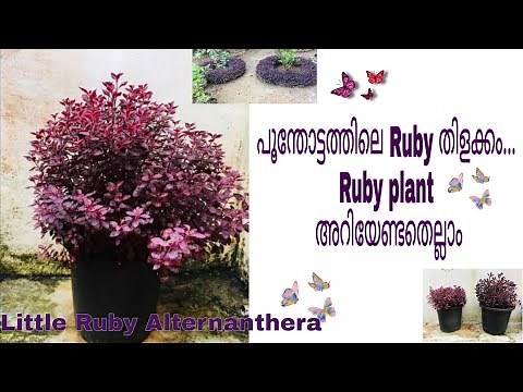 Little Ruby Alternanthera Plant Care & Propagation/Plant Stories/ vertical garden & bordering plant