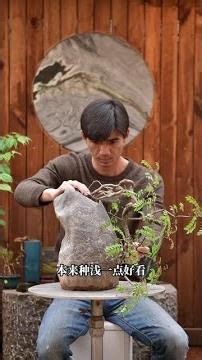 Learn to cultivate bonsai