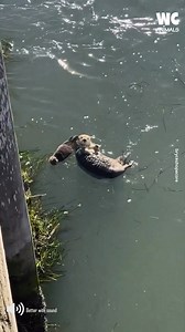 50K views · 263 reactions | Good Day To Chill At The Pool | Watercooler Animals | Facebook
