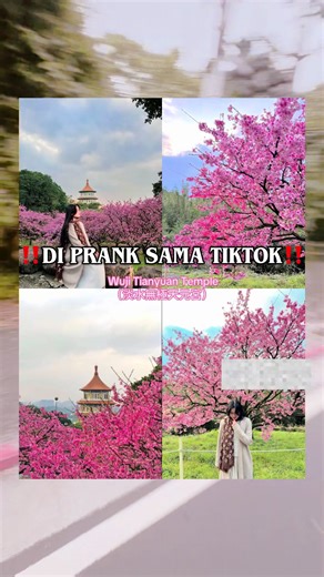 Sakura di Taiwan: Kenyataan Pahit dan Harapan