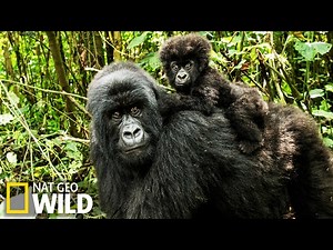 Combat de gorilles - Animal Fight Club