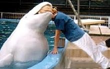 你不笑？我今天吃草！——搞笑动物合集！