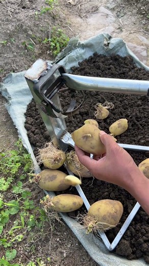 Don't throw away the sprouted potatoes. If you can't eat them