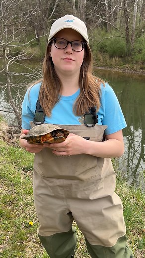 It's World Turtle Day, so let's join the Smithsonian's Turtle Conservation Ecology Lab on a wood turtle survey! 🐢 Wood turtles are a beautiful North American species with bright orange scales yellow plastrons (bellies). Unfortunately, these colorations make them prime targets for the poachers, who take them for the illegal pet trade. The combination of poaching and habitat loss is taking a toll on wild populations of wood turtles, making them threatened or endangered across their range. 🏞️ If 