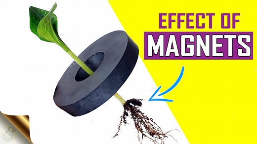 In Today’s episode, we will investigate the effect of Magnetism on Seed germination and plant growth. Surprising Results of this gardening experiment will be shown at the end of the video. | Garden Tips