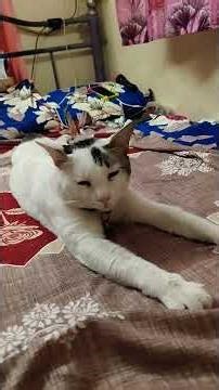 Excercise panrom #cat #shortvideos #comedydub #funny #viral #trendingshorts #comedy