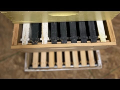 Choosing Between 8, 9, or 10 Frames in Your Hive