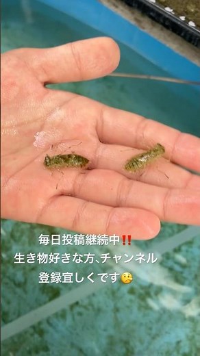 ヤゴを飼育してみた‼️#昆虫 #トンボ #飼育