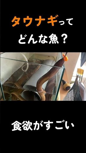 タウナギとはこんな魚