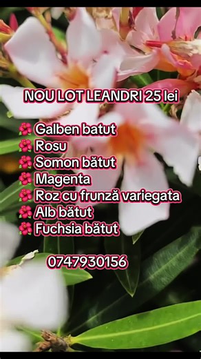 🌸 Leandri proaspeți, colorați și gata să-ți înfrumusețeze grădina sau balconul! 🌿 Am adus un nou lot la doar 25 lei bucata: 💛 Galben triplu 💗 Roz dublu variegat 💜 Fucsia dublu 🤍 Alb dublu 🧡 Somon dublu 💖 Magenta simplu ❤️ Roșu simplu 📏 Înălțime: 30–50 cm 📲 Comenzile se fac telefonic sau pe WhatsApp: 0747930156 Grăbește-te, se dau repede! 🌺✨ #leandru #oleander #flori #planteria #fyp