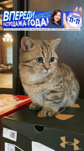 Munchkin Cat 🐾 Shorty Cutie