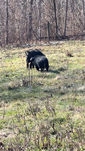 We Put Little Kevin Bacon out with the Gilts, & He was Having More Fun Just Running Around. #Pigs #makinbacon #farmanimals #funny