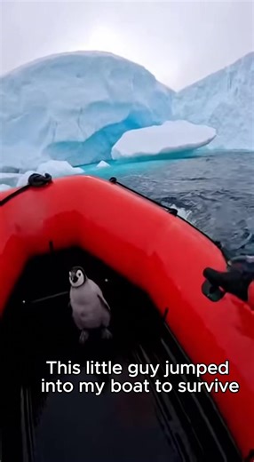 baby penguin being hunted by a seal #wholesome #animal #rescue