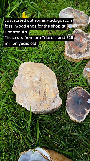 Some fossil wood ends from Madagascar | Charmouth Fossils