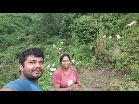 अमृत तिवारीको श्रीमती ९ वर्ष गोठालो बाख्रा फार्म यात्रा 🐐 | Goat Farming in Nepal
