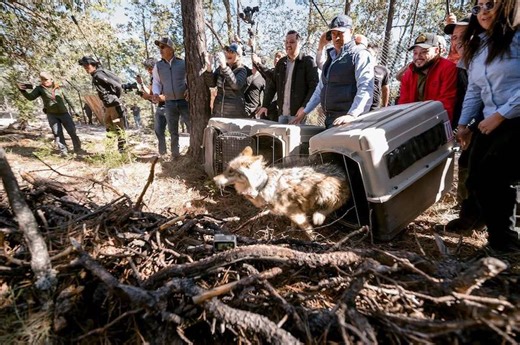 Wolves return to Durango after 50-year absence in landmark binational conservation effort
