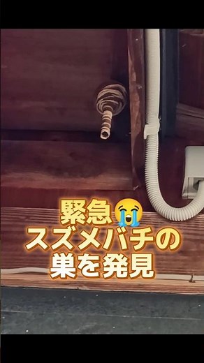 農家の日常【緊急😭スズメバチの巣を発見】