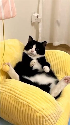 kepo liat tetangga lagi bahagia #cat #shorts