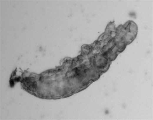 Tardigrade Microscope Videos - Ariel Waldman