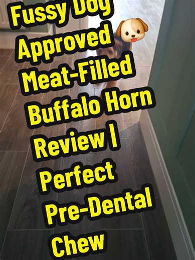 Meet Rafa – my brother’s very spoiled Welsh Terrier 🐾 He refuses most treats, but Hodggables’ meat-filled buffalo horn? He’s OBSESSED. Not only is it long-lasting and packed with flavour, but it’s also perfect for helping support dental hygiene – especially with Rafa’s teeth cleaning appointment tomorrow! 🦷 If you’ve got a picky pup or you’re looking for a natural chew that helps keep teeth busy and cleaner, this is definitely worth trying. Fussy dog approved ✔ Long-lasting ✔ Great for pre-den