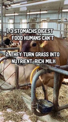 Did you know cows have four stomachs? 🐄🤯 Each one has a special job to help turn grass into milk. Talk about super digestion! 🥛 #NYDairy #CowFacts #DidYouKnow | New York Dairy