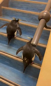3.6K views · 778 reactions | It’s penguins… on stairs!!  | Two Oceans Aquarium | Facebook