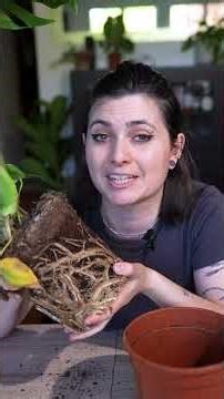 How to repot a plant?