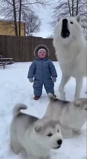 Baby & White Wolf Dog Howling “Awoo Awoo” Together 🐺👶 Cutest Duo Ever!
