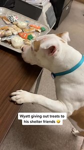 11K views · 171 reactions | Animal Shelter Life #dog #puppy #puppies #animals #cute #funny #shelterdog #Wyatt | Judith Coleman | Facebook